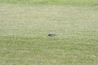 40 Jahre MFV Lahntal 2017