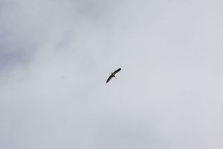 40 Jahre MFV Lahntal 2017